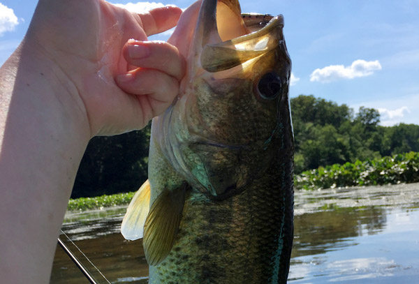 Bass Fishing